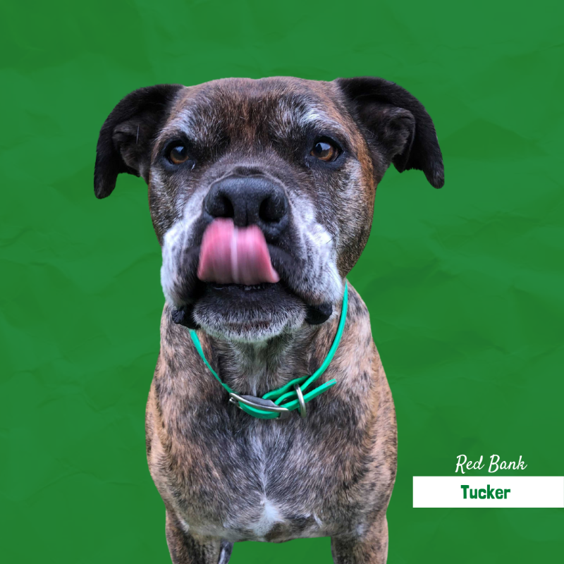 A close up of a dog with its tongue out on a green background.