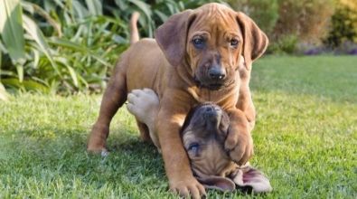 Two brown puppies are playing in the grass.