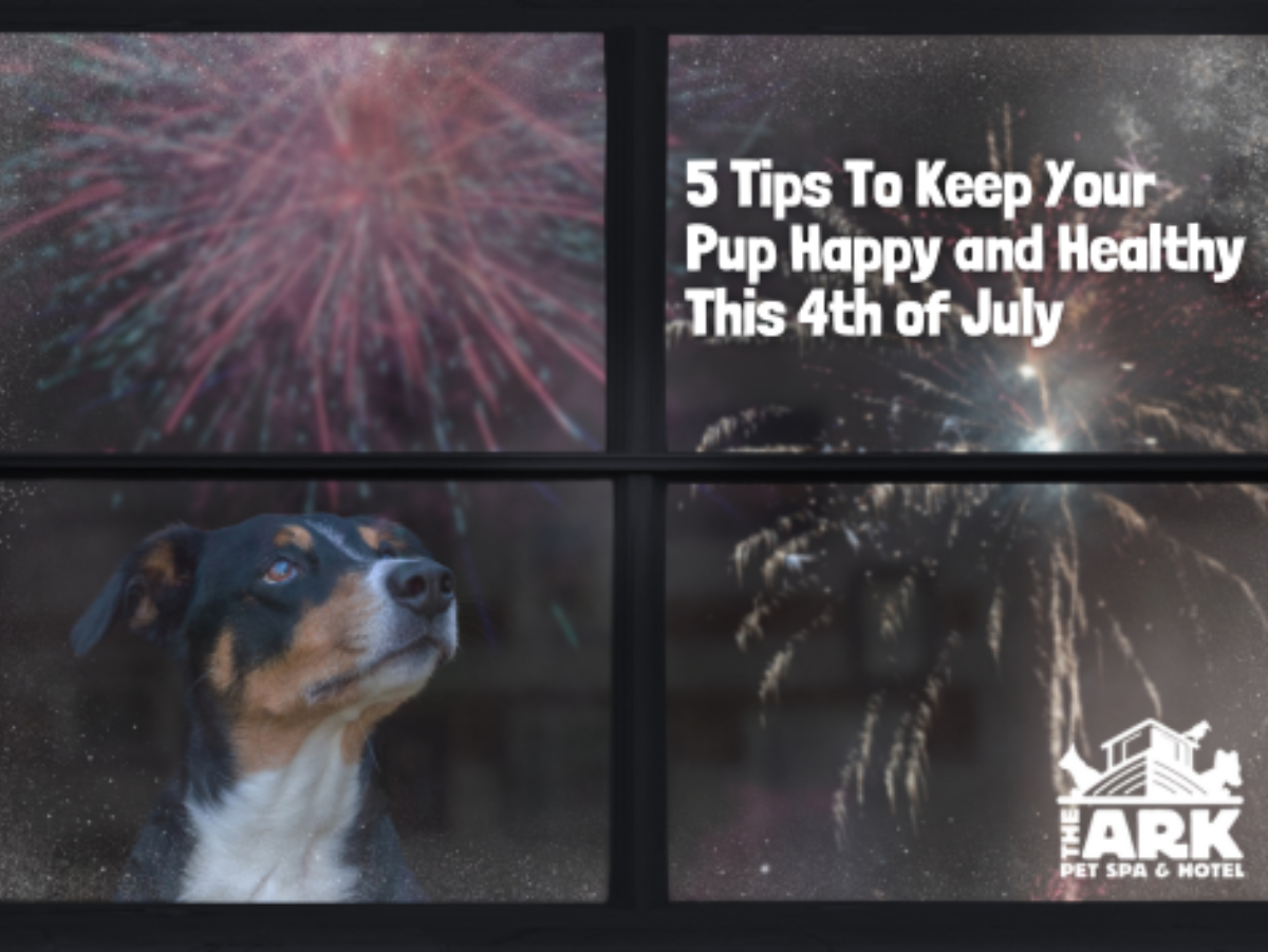 A picture of a dog and fireworks with the words 5 tips to keep your pup happy and healthy this 4th of july