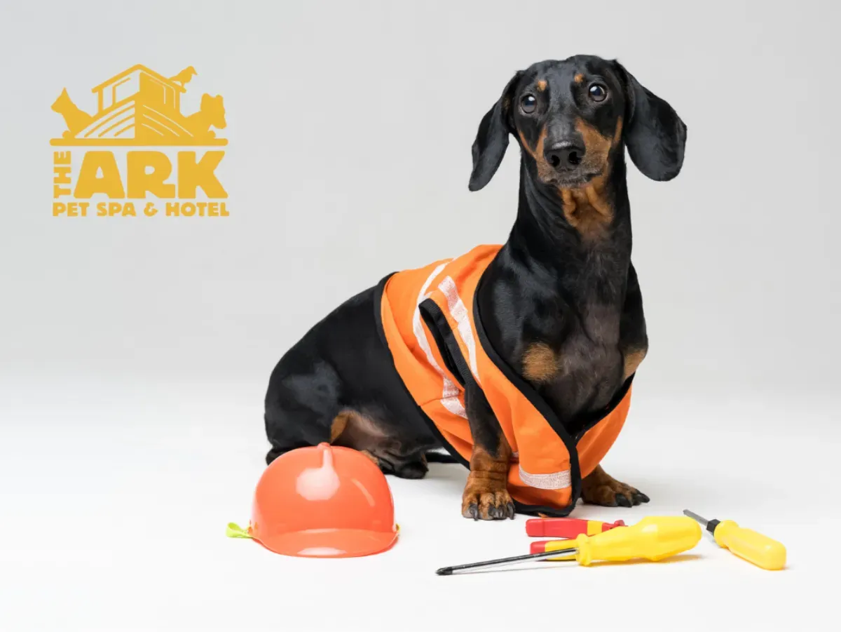 A dachshund wearing an orange vest is sitting next to a hard hat