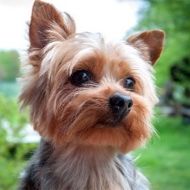 A close up of a yorkshire terrier looking at the camera.