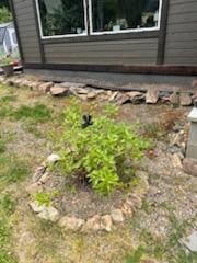 A small plant is growing in a rock garden in front of a house.