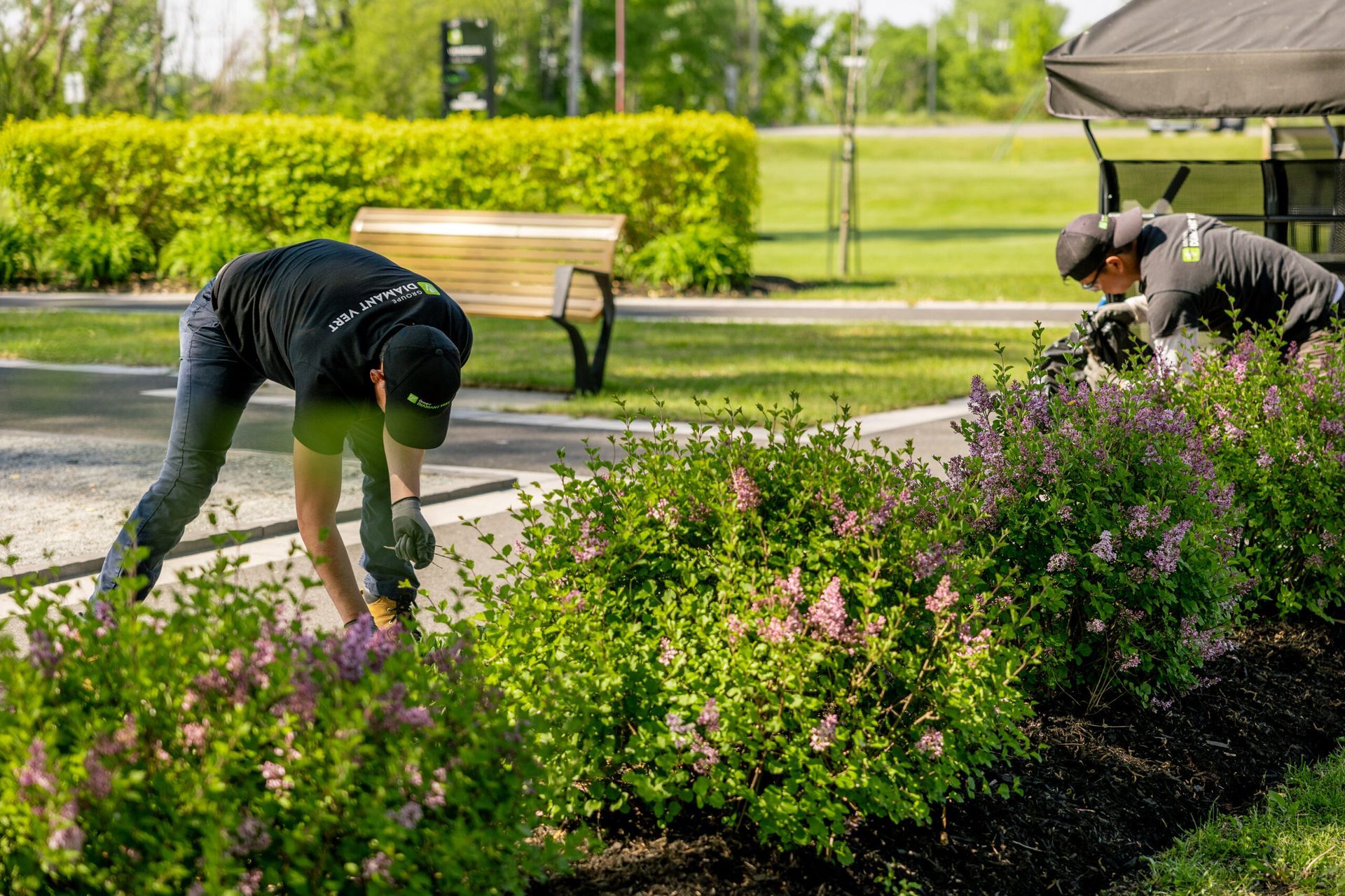 Deux hommes travaillent dans un jardin avec des fleurs violettes.