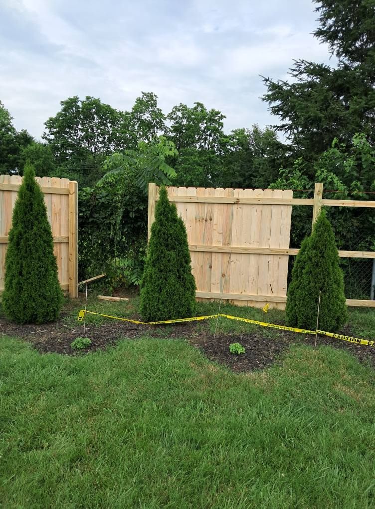 Three evergreen trees in a row in front of a wooden fence in a backyard.