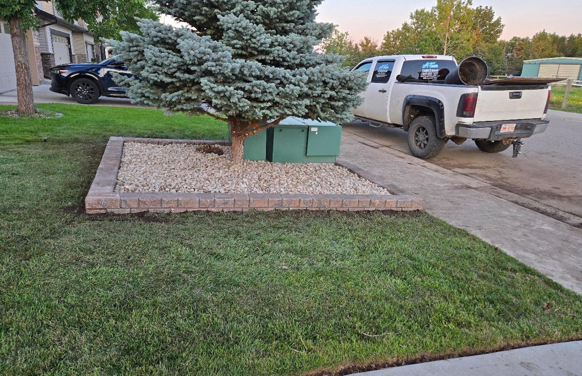 A blue-green pine tree grows in a stone-bordered garden bed next to a white pickup truck parked on a residential street.