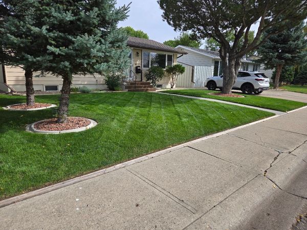 Aeration and overseeding.