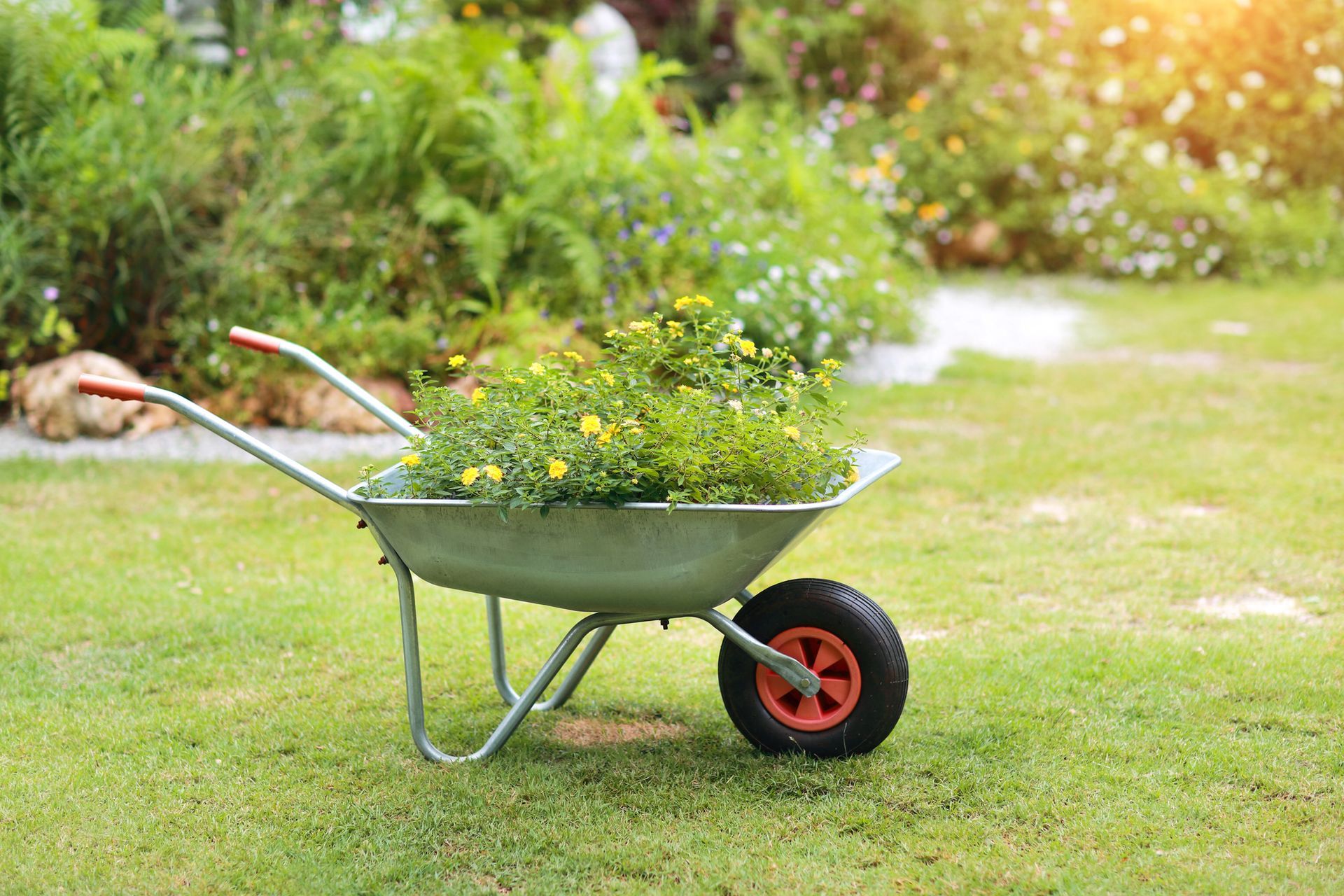 Chris Harper Green wheelbarrow filled with flowers on a sunny garden lawn