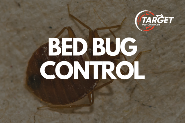 a picture of a bed bug with the words bed bug control below it