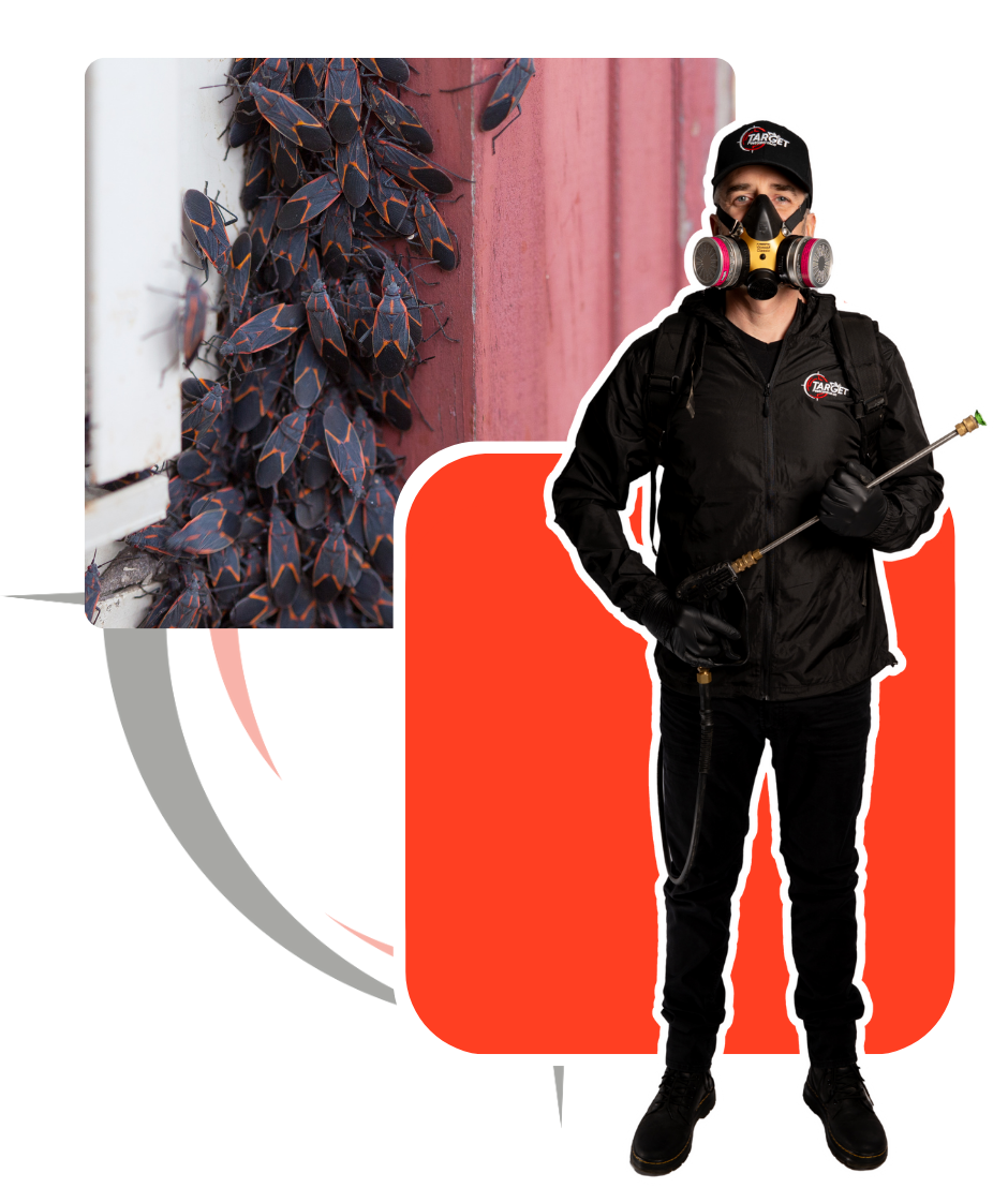 A man wearing a gas mask and holding a sprayer around box elder bugs