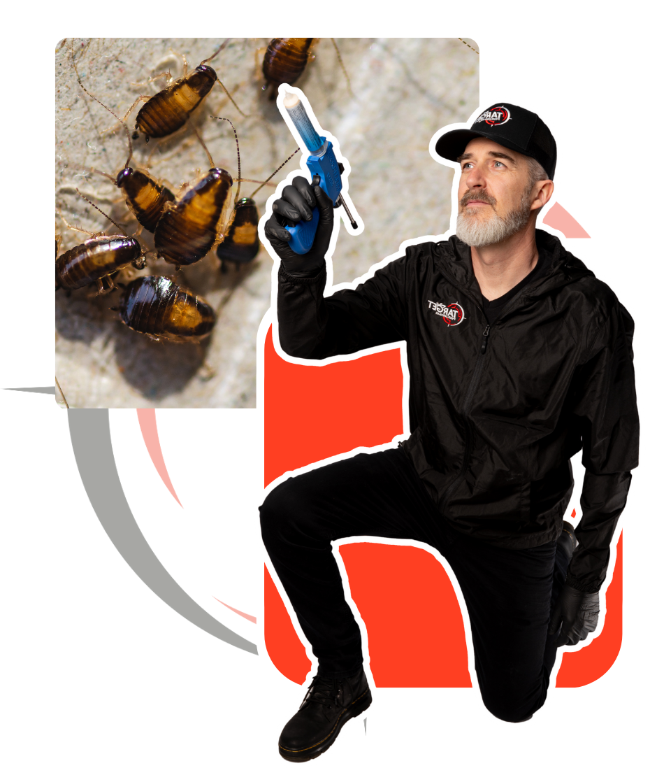 A man is kneeling down holding a cockroach bait in front of a picture of cockroaches.