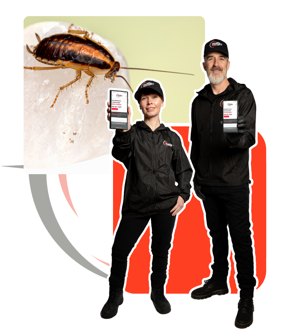 A cockroach is behind two people holding cell phones