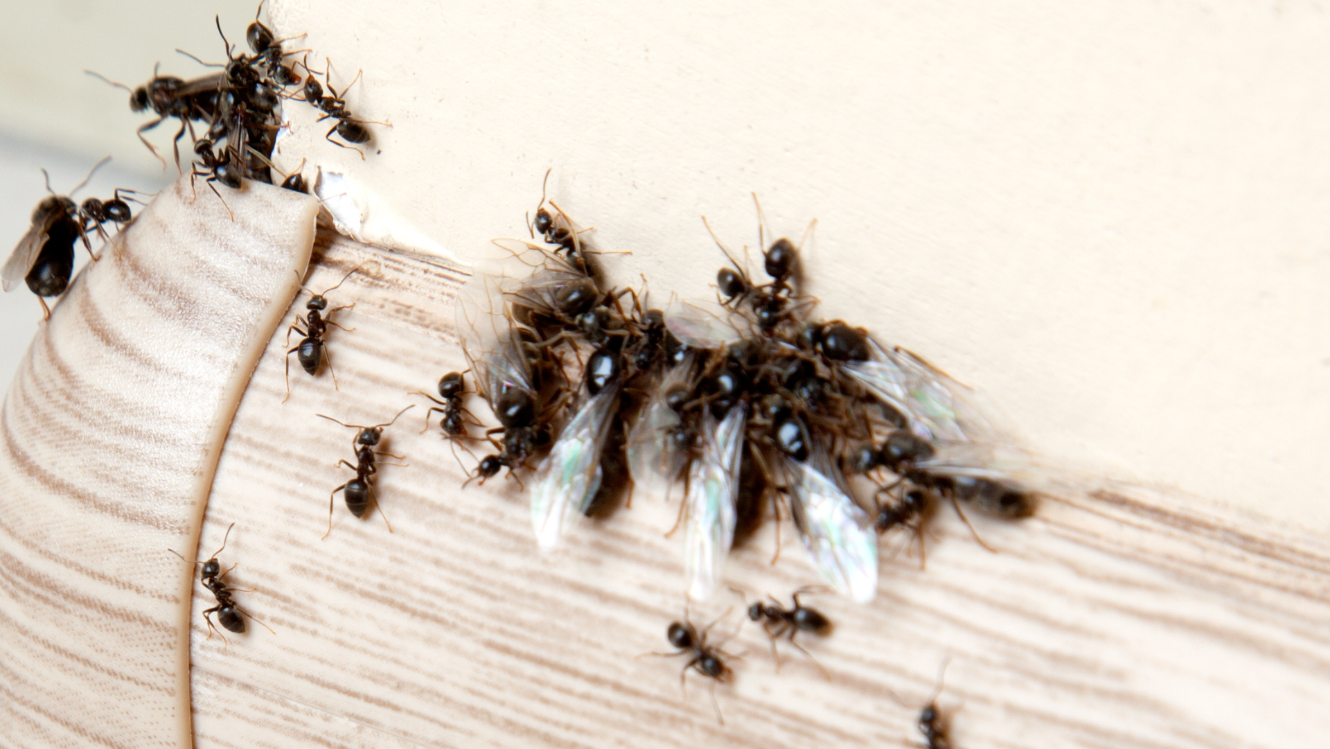 A bunch of ants are crawling on a piece of wood