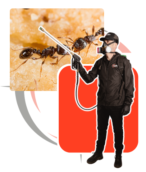 Pest Programs | Target Pest Control