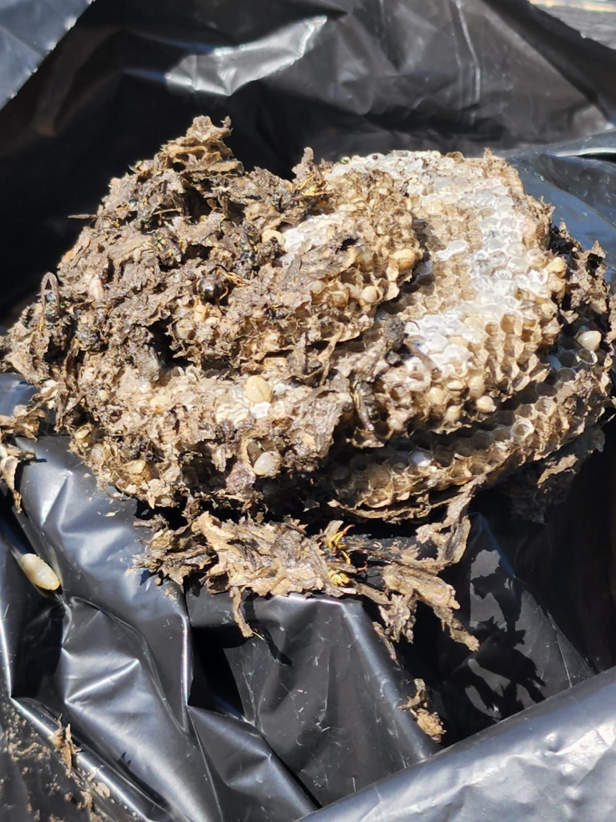 A wasp nest on top of a black plastic bag
