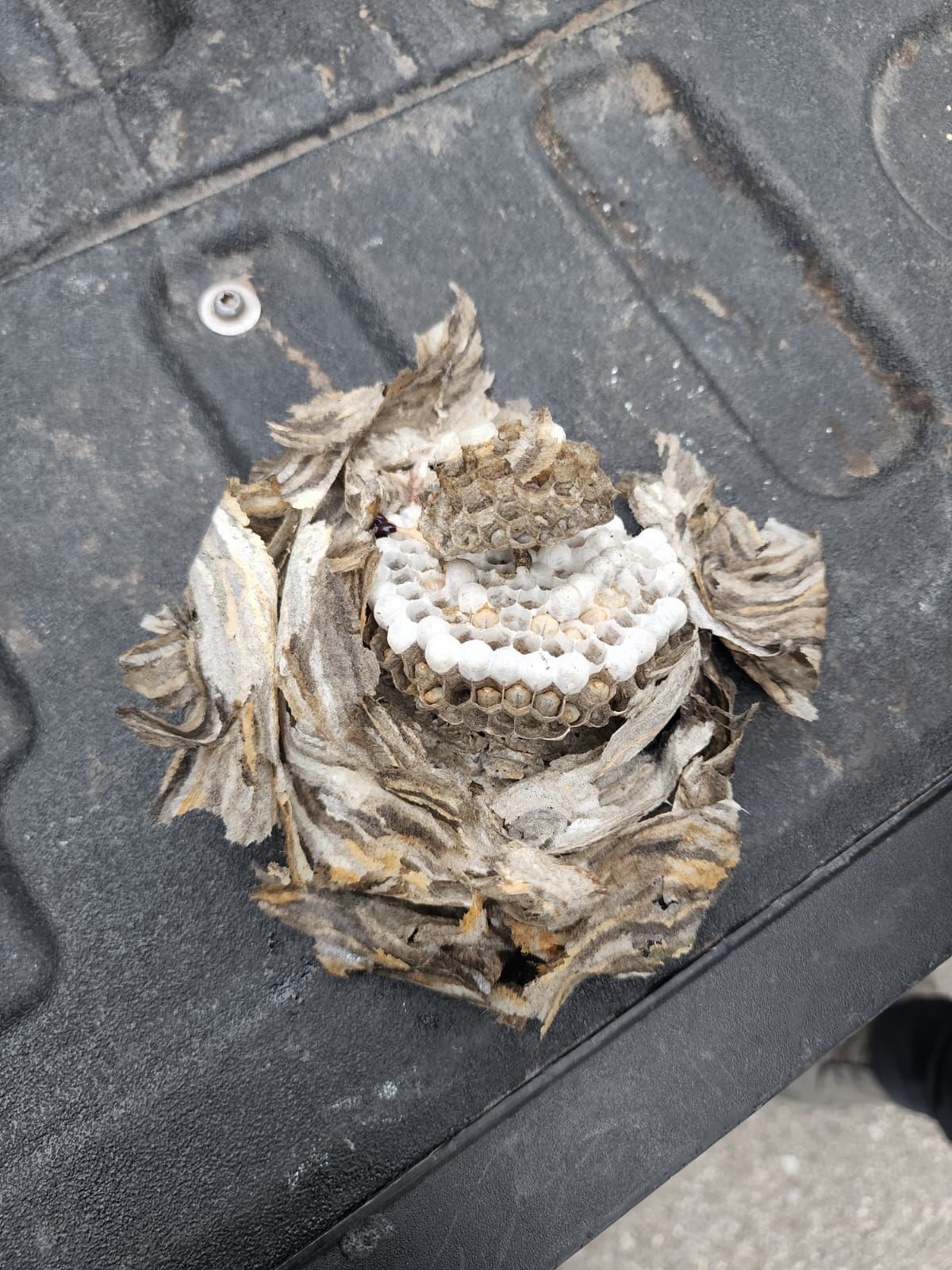A close up of a wasp nest on the back of a truck.