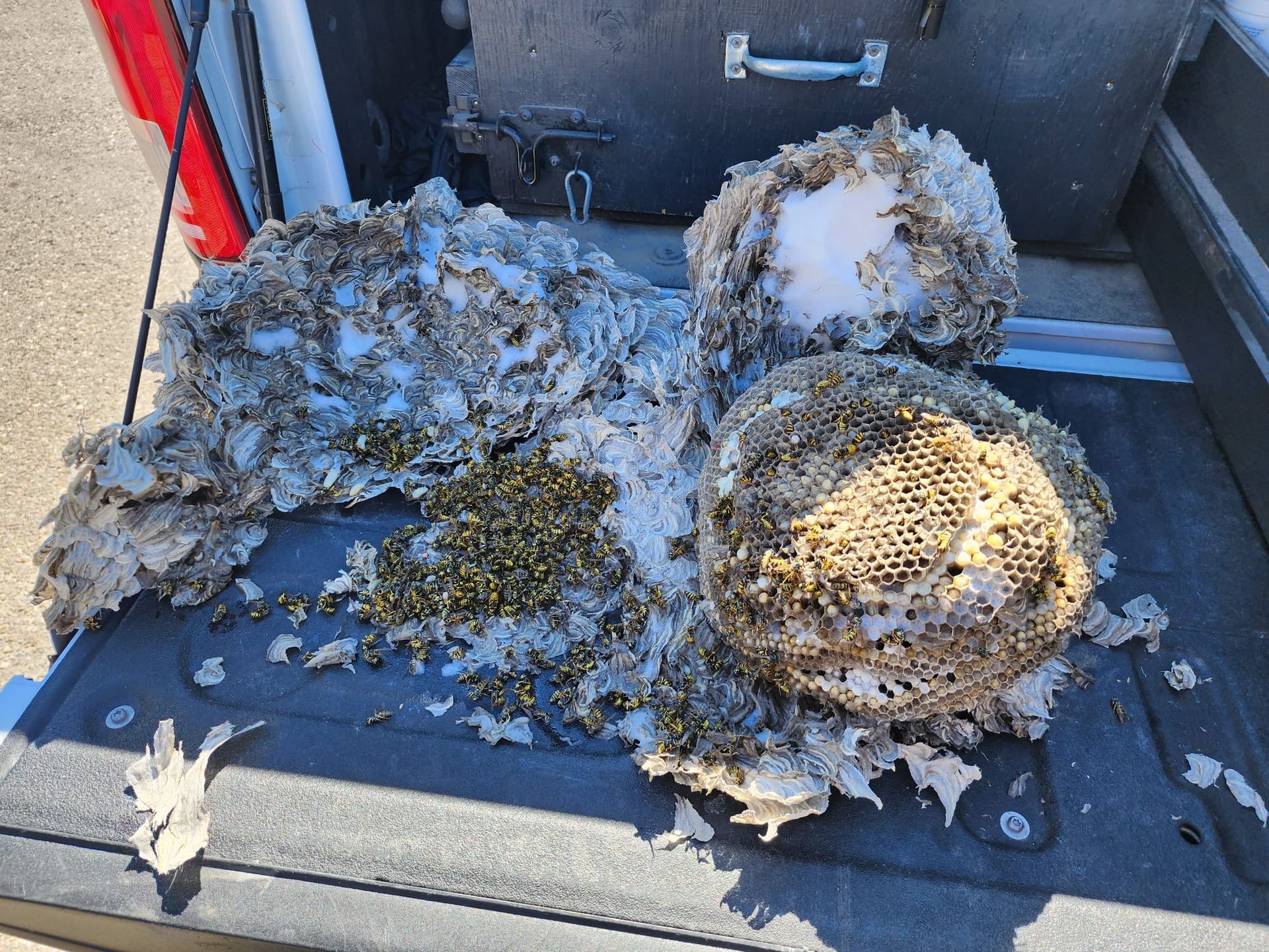 A bunch of wasps are laying on the back of a truck