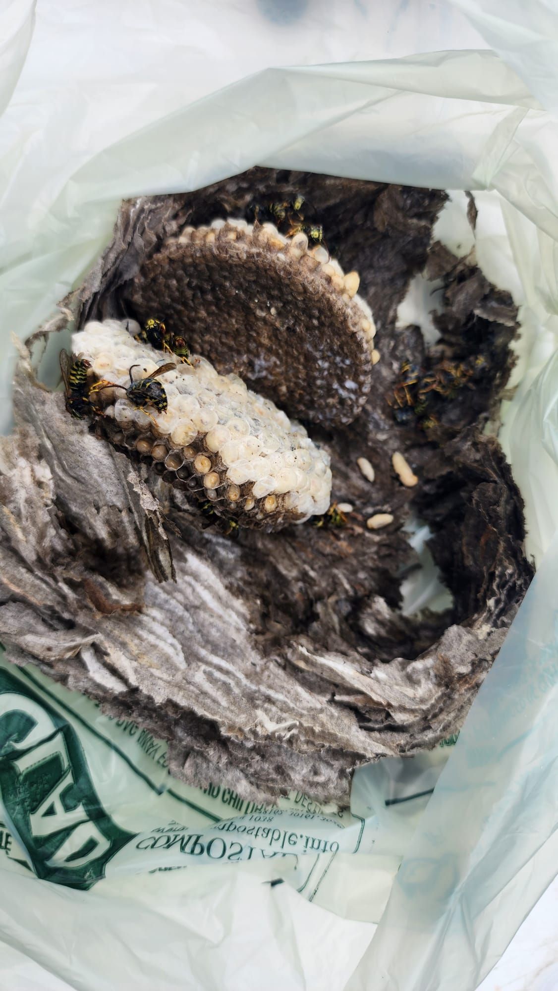 A close up of a piece of wasp nest in a bag