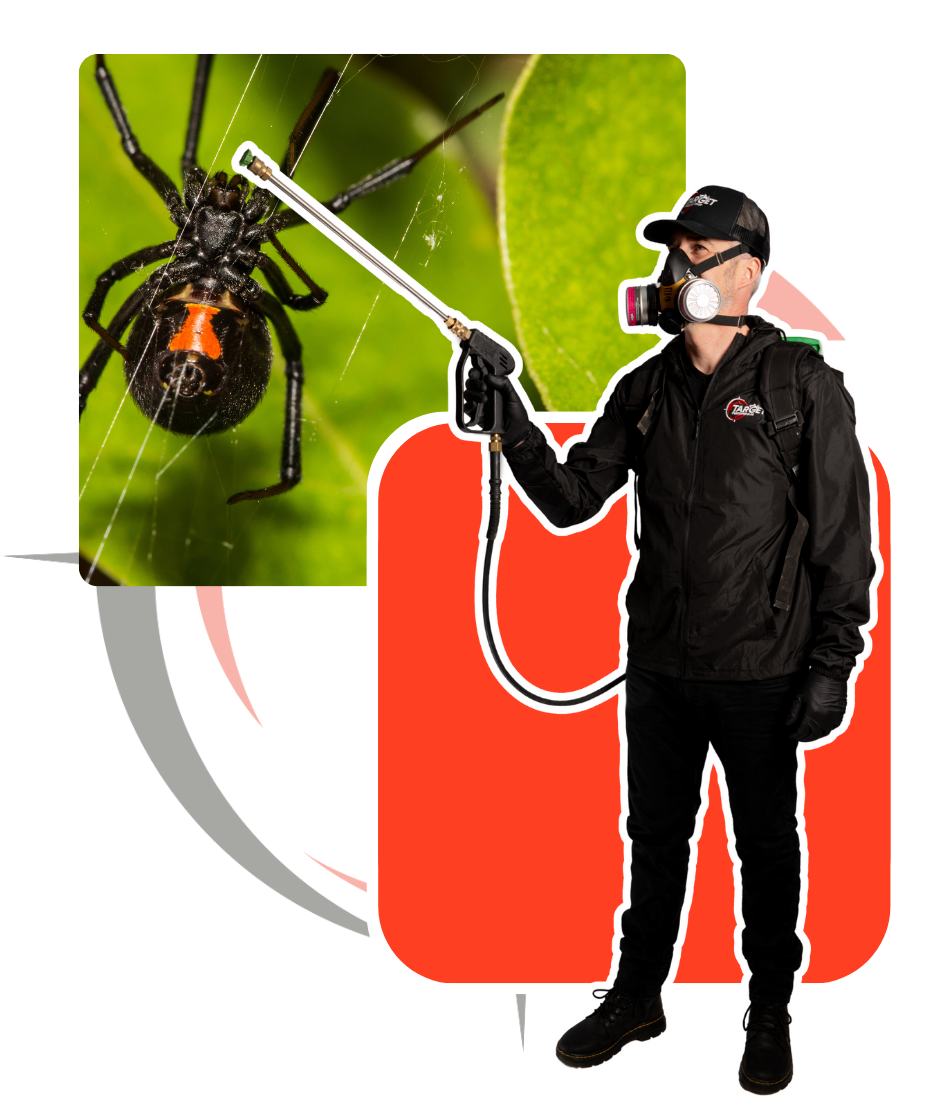 A man spraying a black widow spider with a sprayer