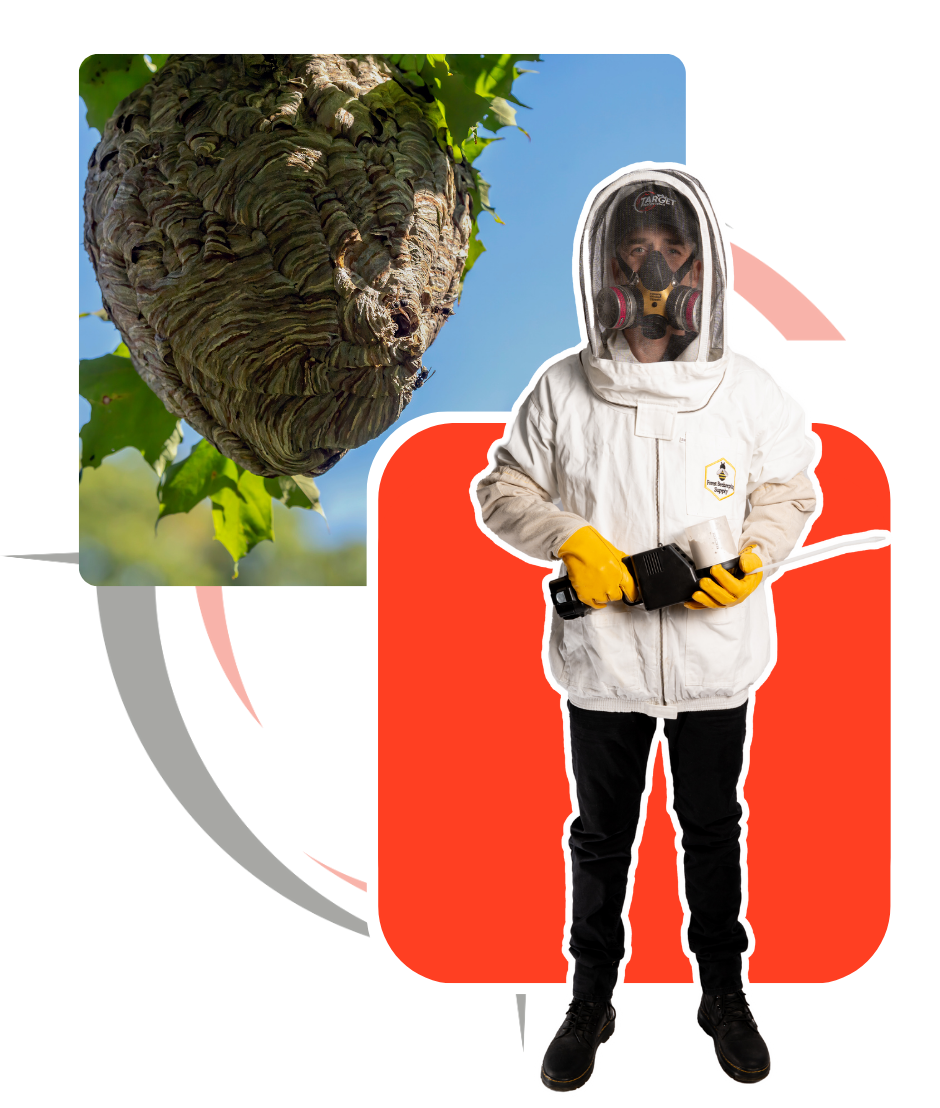 Wasp Control & Wasp Nest Removal | Target Pest Control