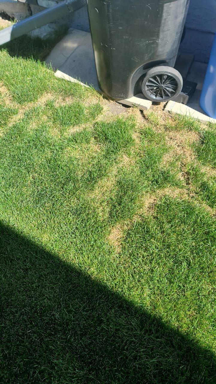 A trash can is sitting on top of a lush green lawn.