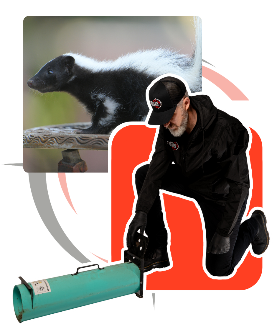 A man is kneeling next to a skunk and a snake