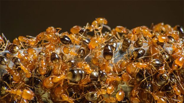 Pharaoh Ants