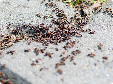 Pavement Ants