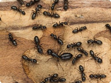 Carpenter Ants