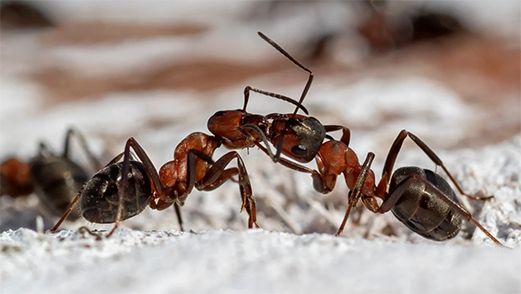 Thatching Ants