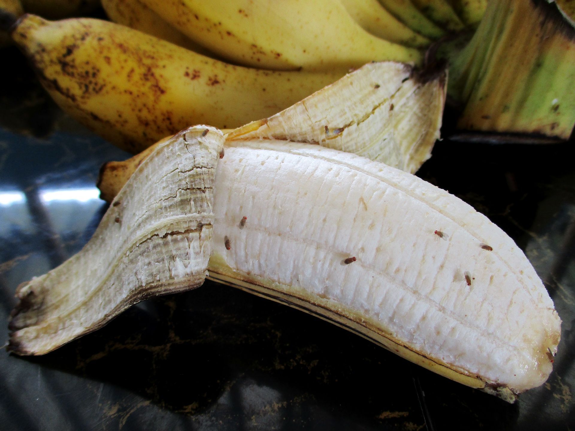 A close up of a peeled banana with a bunch of bananas in the background