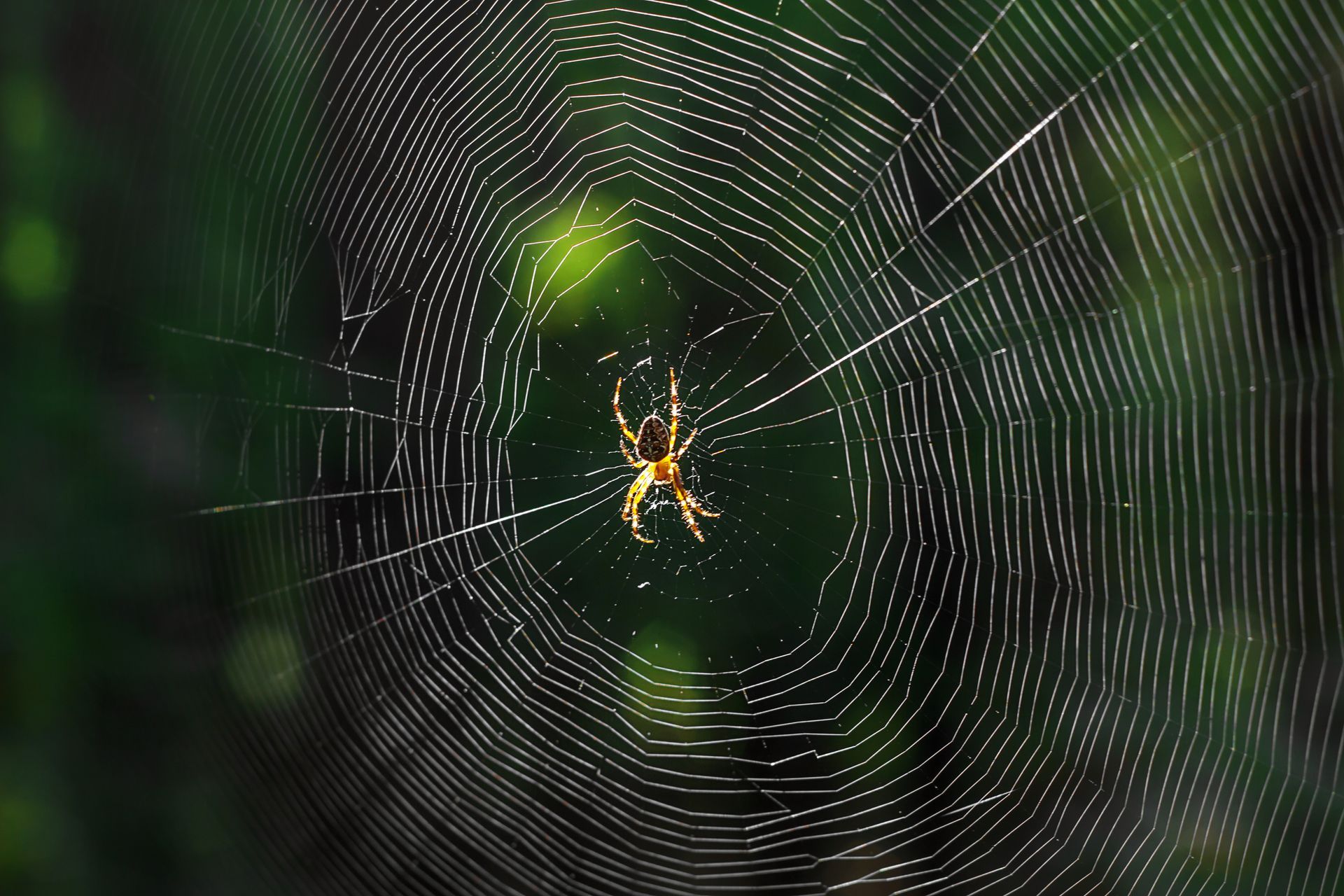A spider is sitting in the middle of a web