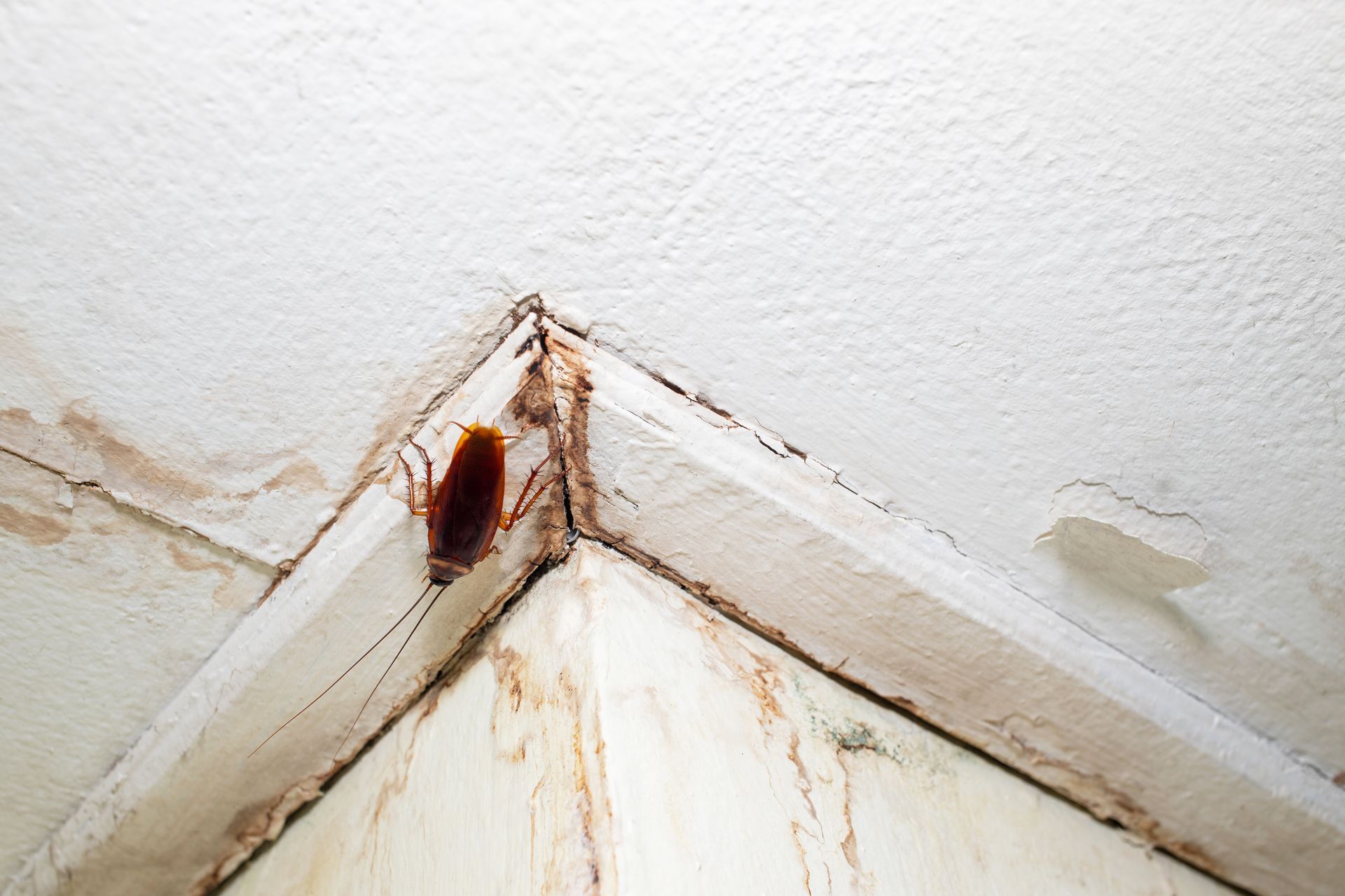 A cockroach is crawling on the corner of a wall