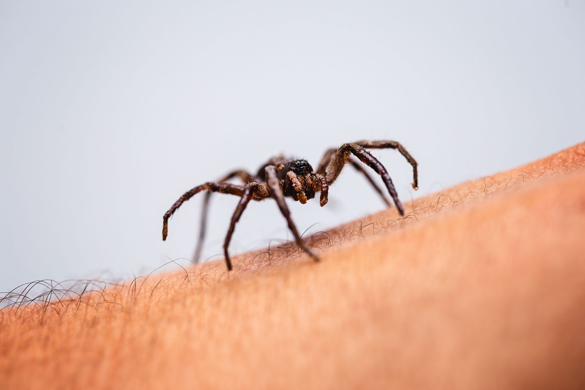 A spider is crawling on a person 's arm.