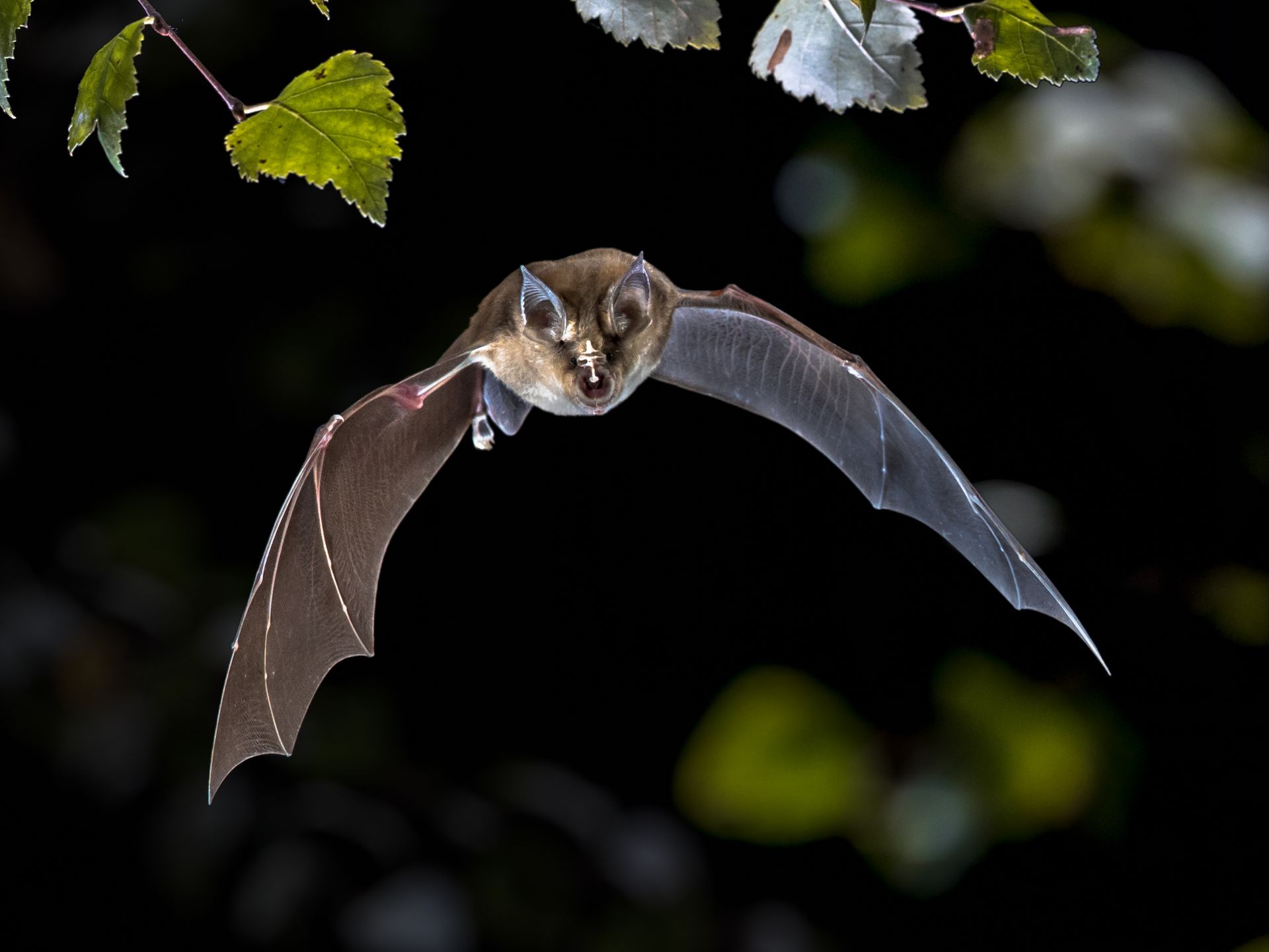 A bat is flying in the dark with leaves in the background