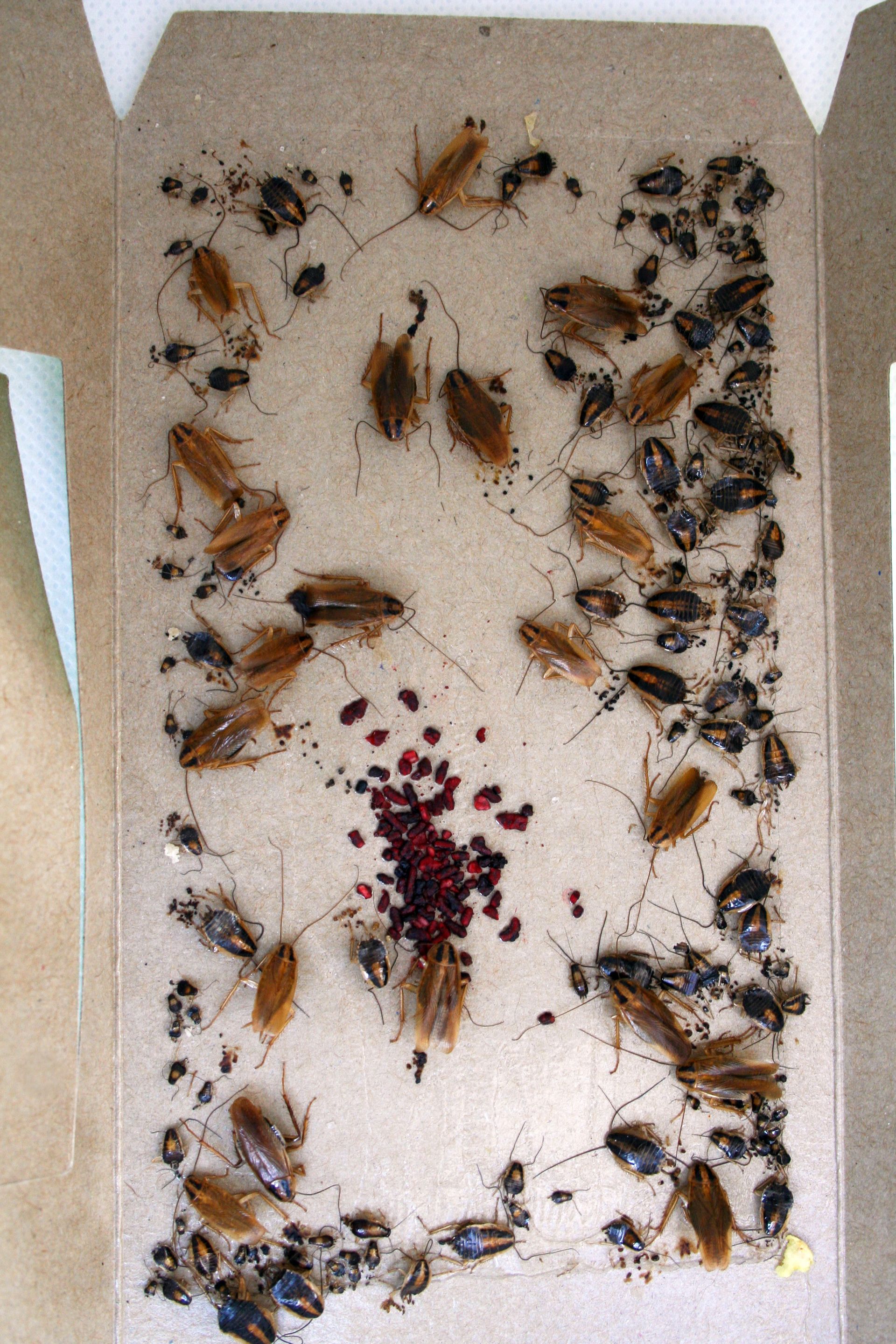 A cardboard box filled with cockroaches and berries