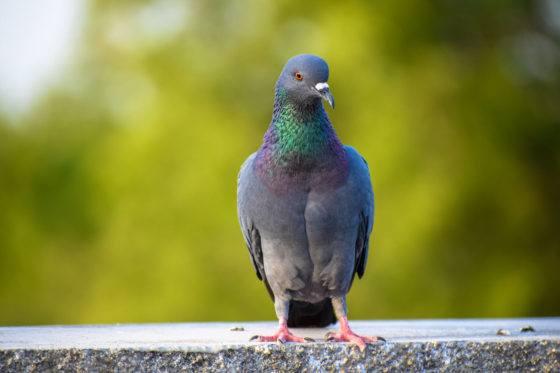 A pigeon standing on a ledge with a green background