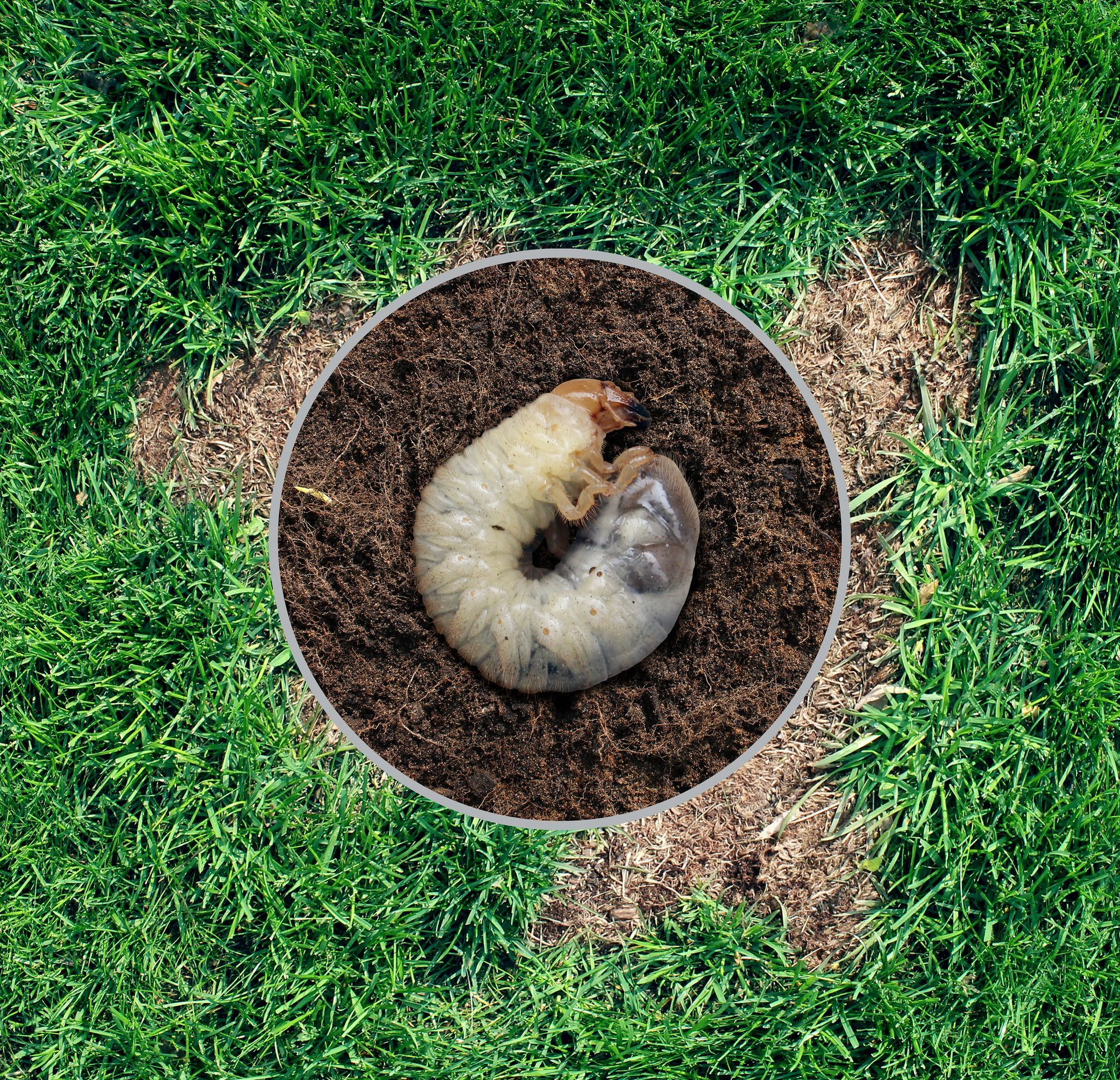A larva is crawling out of a hole in the grass