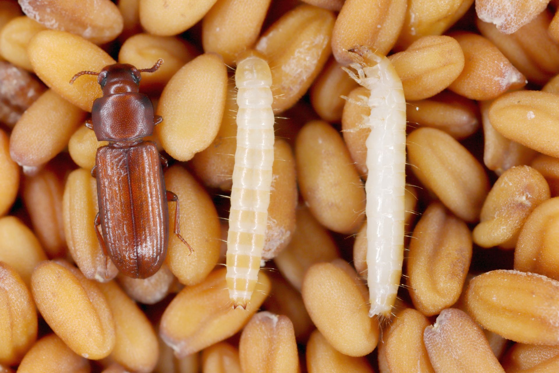 A close up of a bug and a larva on a pile of seeds