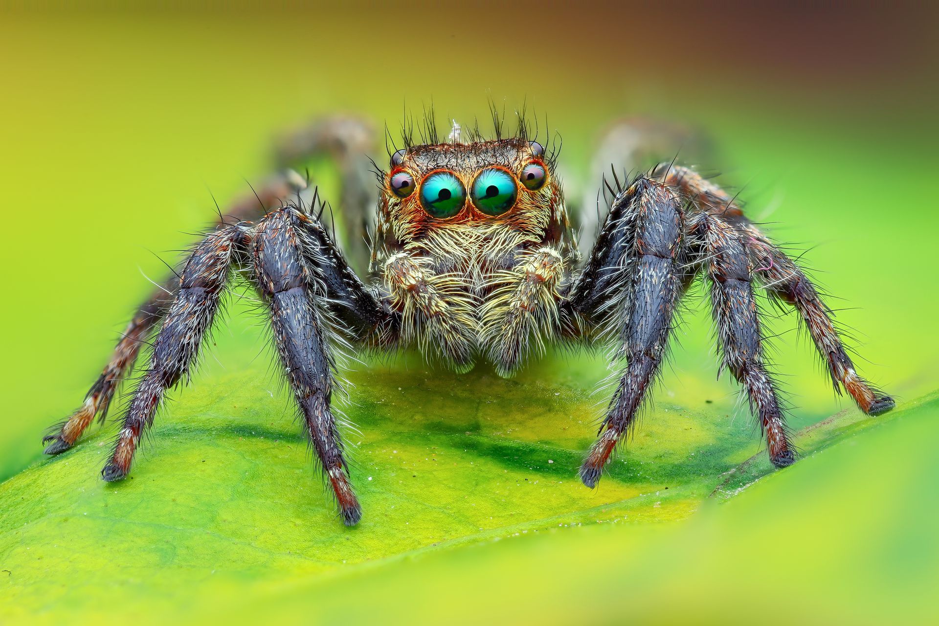 A close up of a jumping spider on a green leaf