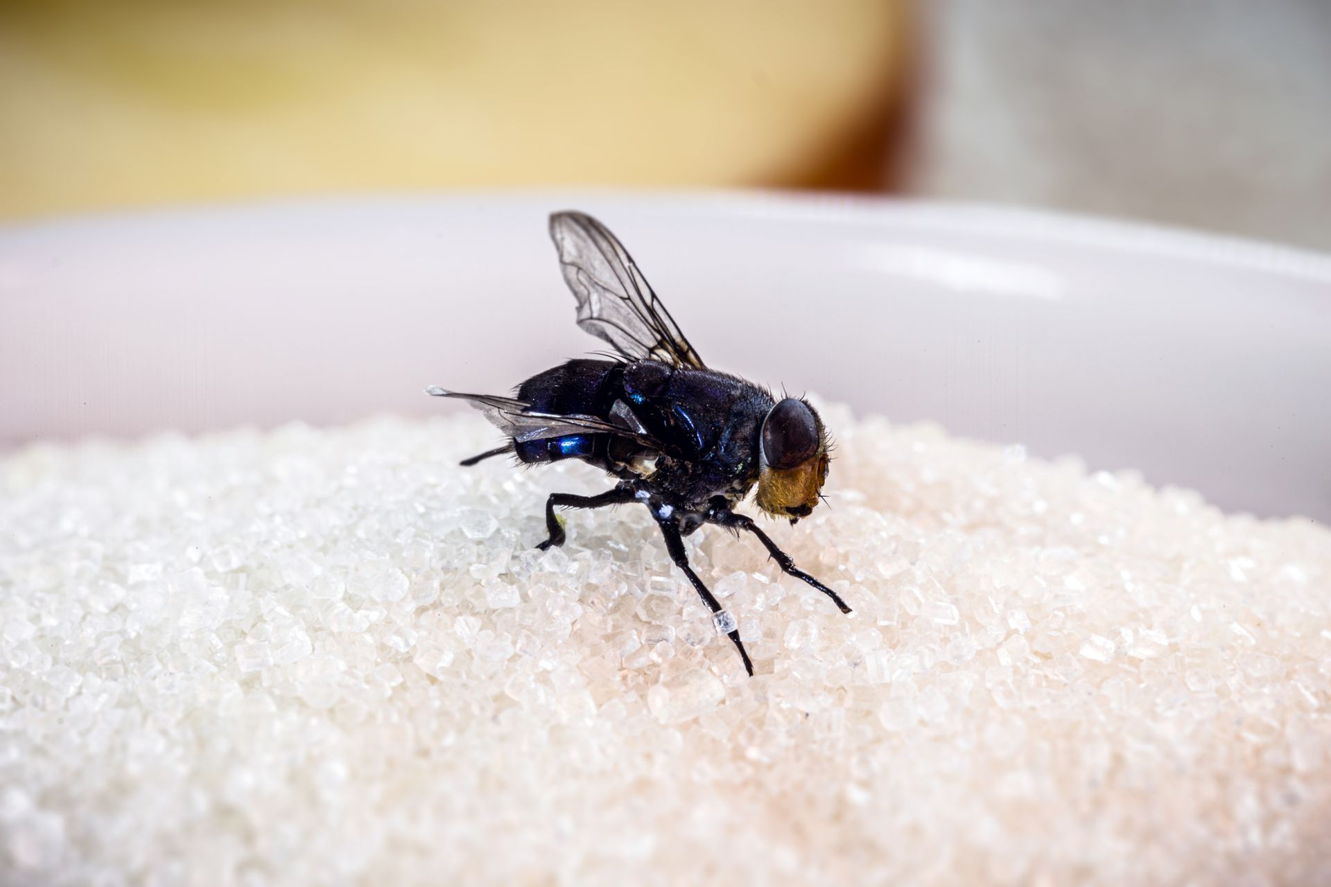 A fly is sitting on top of a pile of sugar.