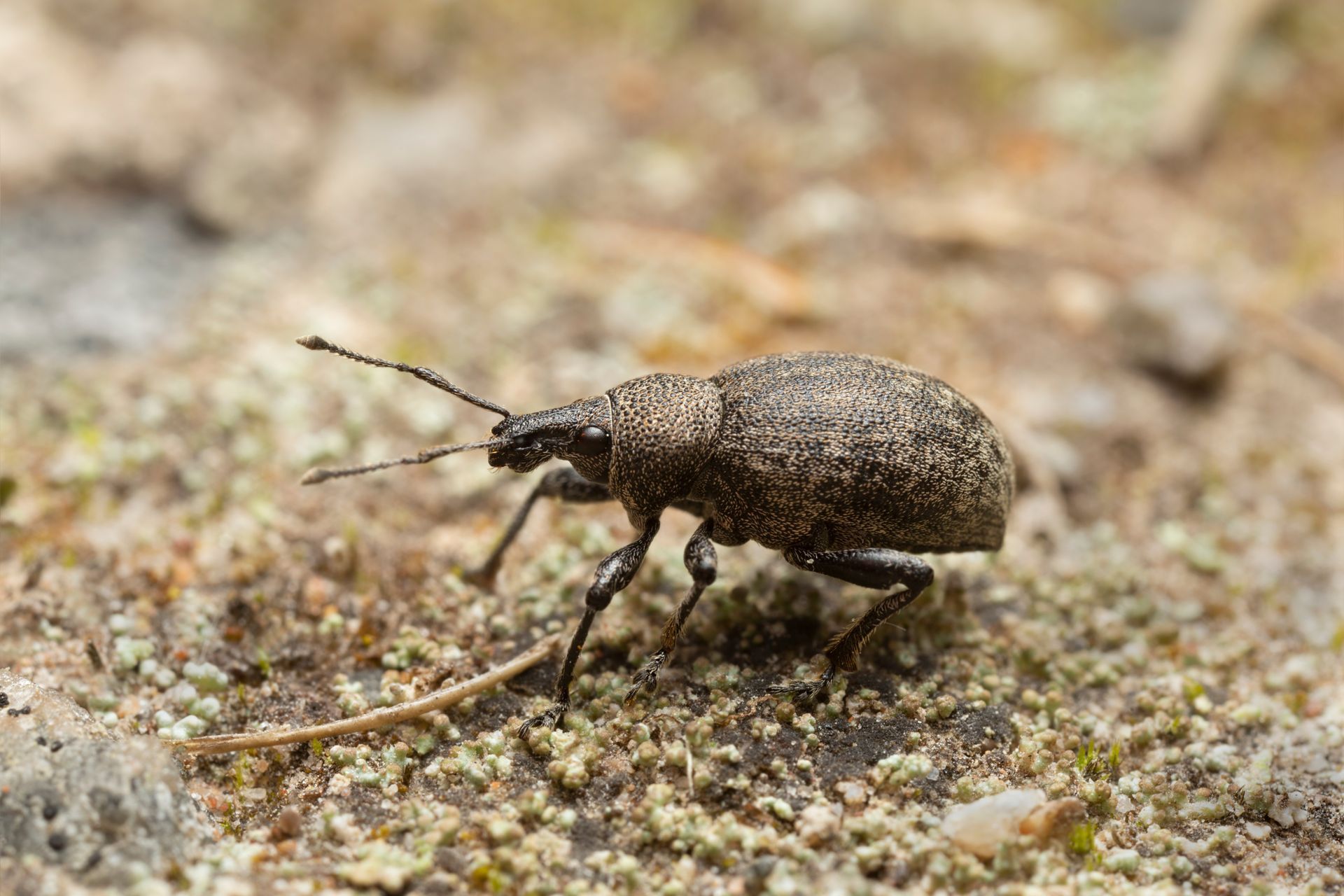 A small black bug is crawling on a rock.