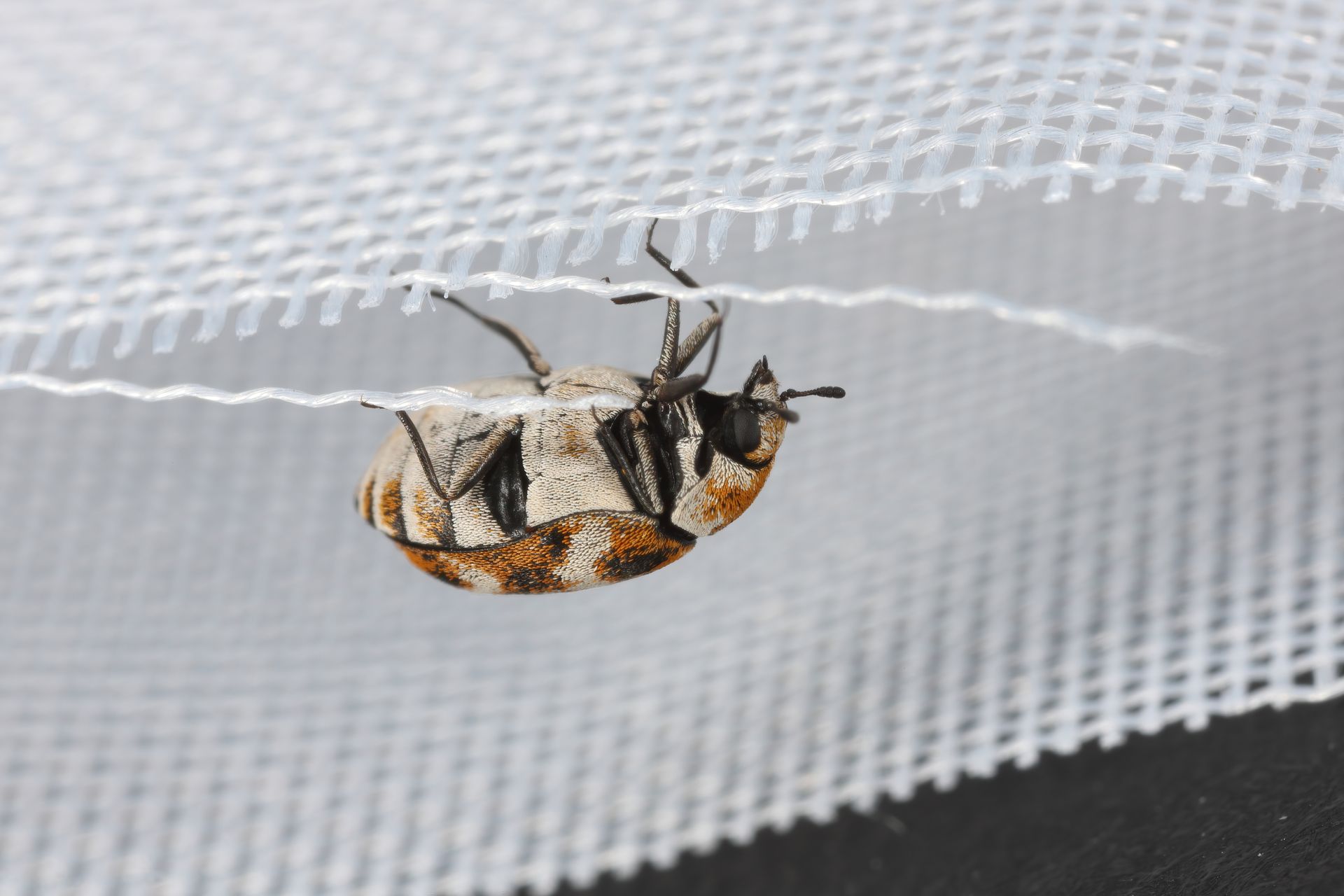 A close up of a bug on a white cloth
