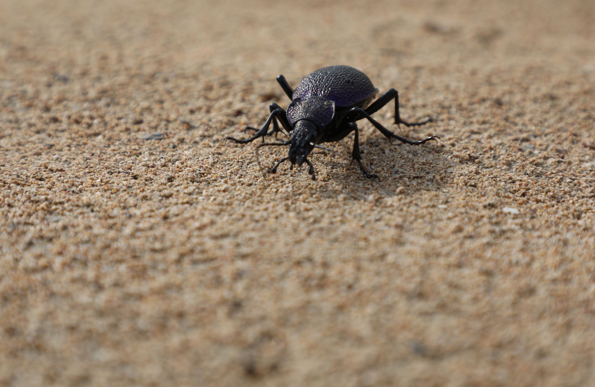 A black bug is crawling on a sandy surface