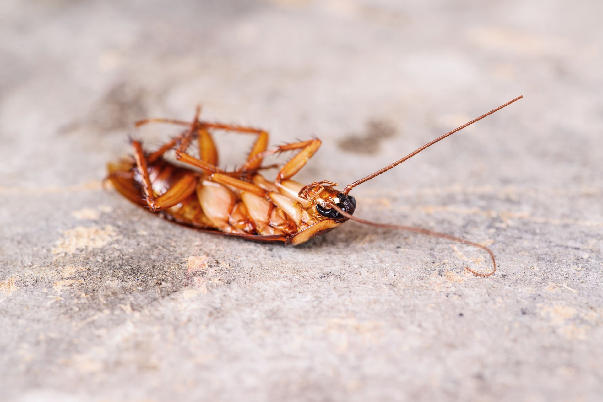 A cockroach is laying on its back on the ground.