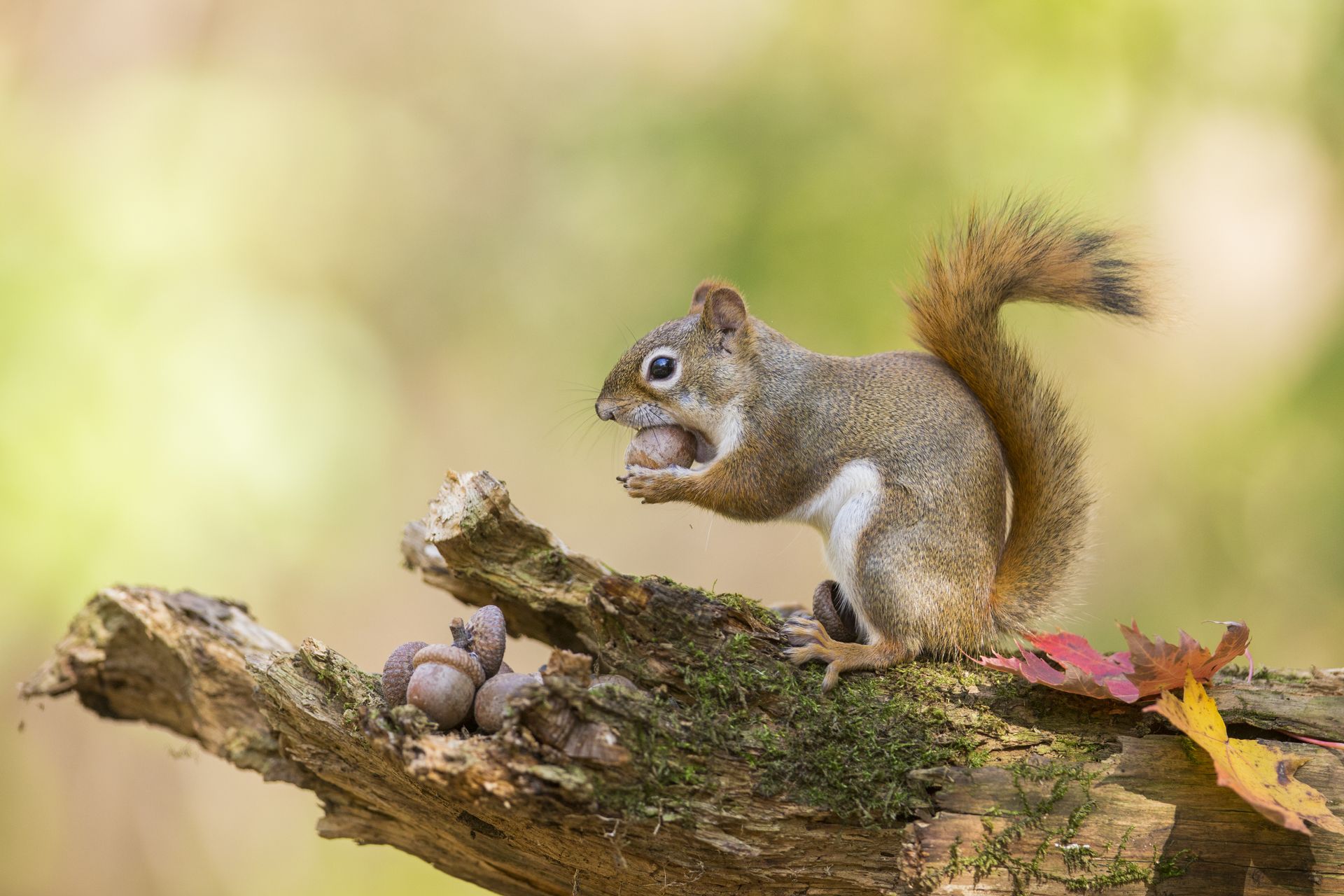 A squirrel is sitting on a tree branch with a nut in its mouth.