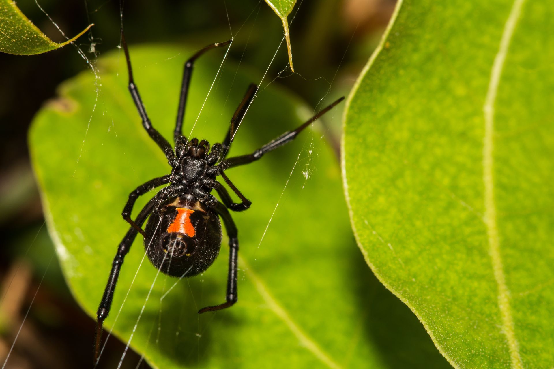 A black and red spider is sitting on a green leaf