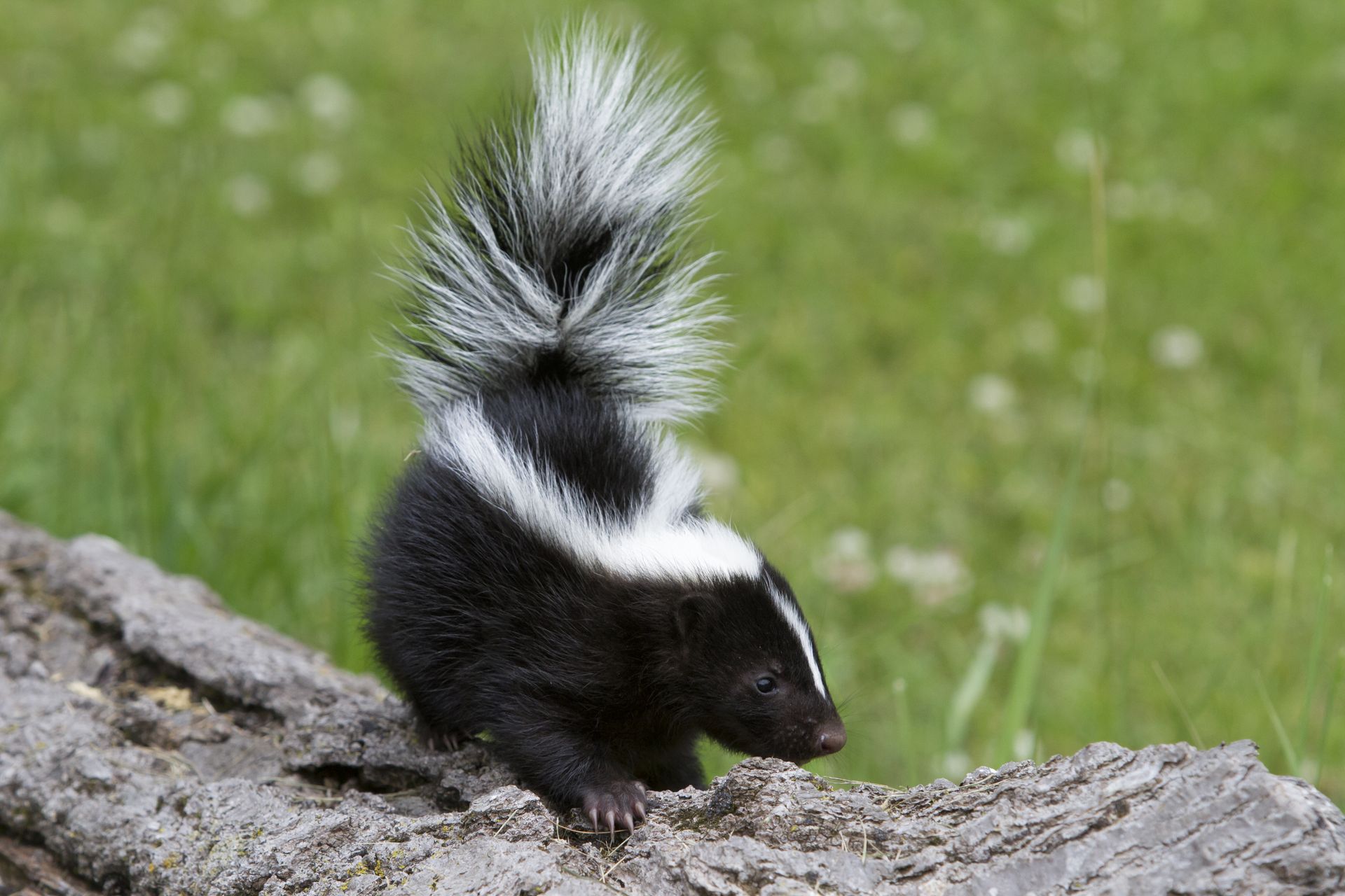 A black and white skunk standing on a rock