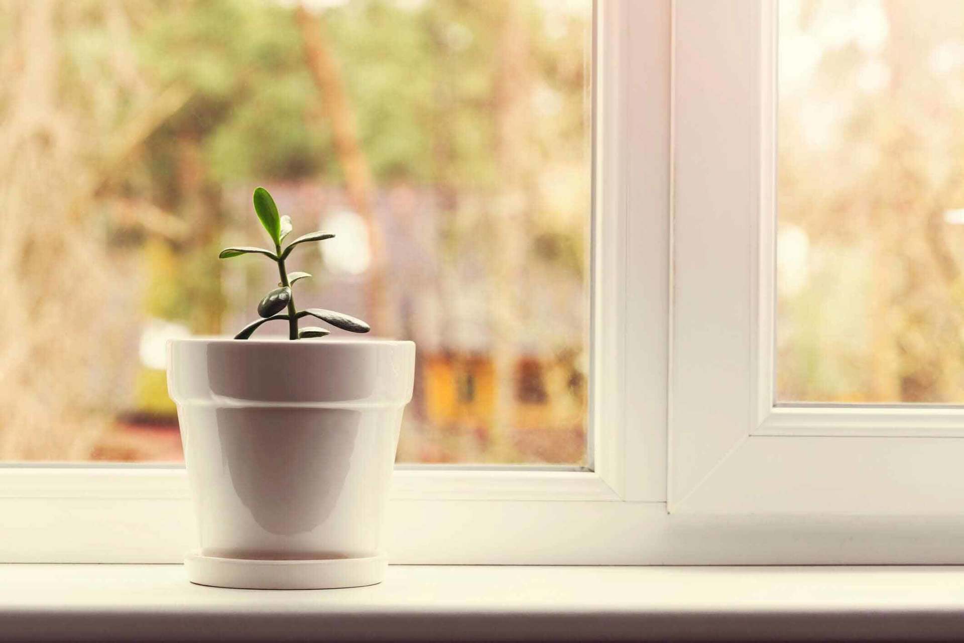 Indoor crassula plant in pot on window sill - Vinyl Window in Passaic, NJ