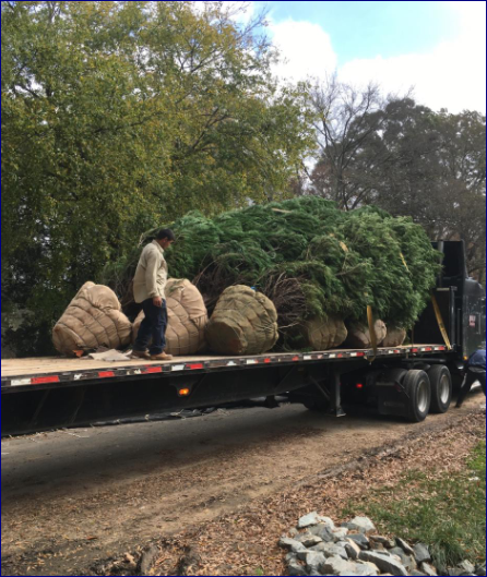 Delivering quality and unique tree planting and tree removal services.