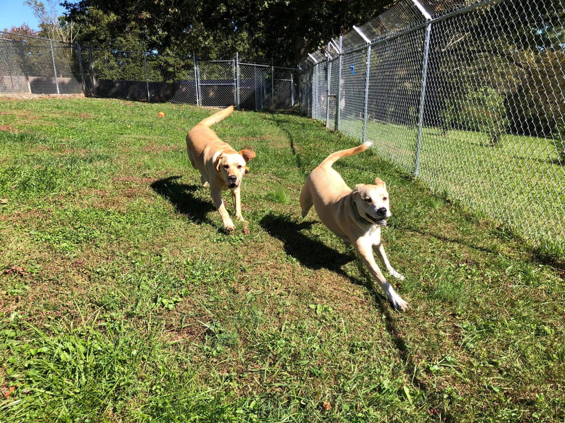 Guest Gallery Bunker Hill Pet Boarding Blairsville Guest Gallery Bunker Hill Pet Boarding Blairsville